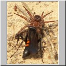 Anoplius viaticus - wegwespe-14.jpg